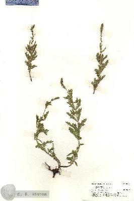 URN_catalog_HBHinton_herbarium_19697.jpg.jpg