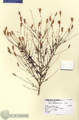 URN_catalog_HBHinton_herbarium_14914.jpg.jpg