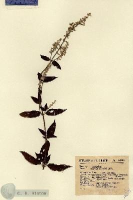URN_catalog_HBHinton_herbarium_14891.jpg.jpg