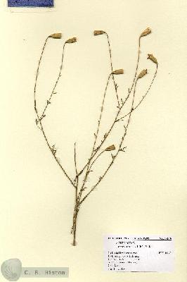URN_catalog_HBHinton_herbarium_14910.jpg.jpg