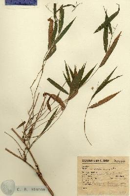 URN_catalog_HBHinton_herbarium_14932.jpg.jpg