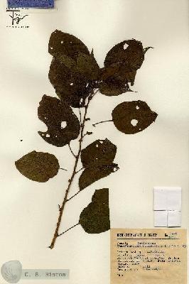 URN_catalog_HBHinton_herbarium_1492.jpg.jpg