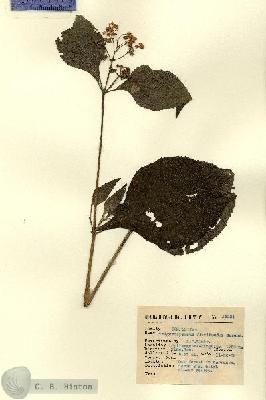 URN_catalog_HBHinton_herbarium_14934.jpg.jpg