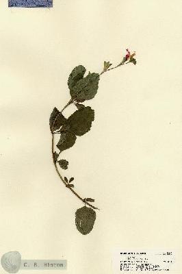 URN_catalog_HBHinton_herbarium_22481.jpg.jpg