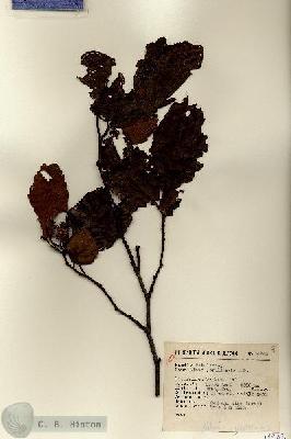 URN_catalog_HBHinton_herbarium_14943.jpg.jpg