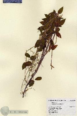 URN_catalog_HBHinton_herbarium_14950.jpg.jpg