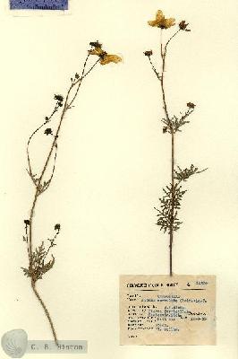URN_catalog_HBHinton_herbarium_15256.jpg.jpg