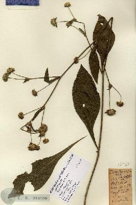 URN_catalog_HBHinton_herbarium_14992.jpg.jpg