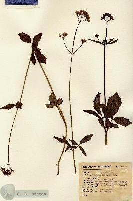 URN_catalog_HBHinton_herbarium_15004.jpg.jpg