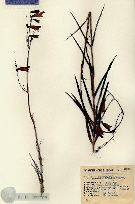 URN_catalog_HBHinton_herbarium_15262.jpg.jpg