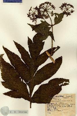 URN_catalog_HBHinton_herbarium_15007.jpg.jpg