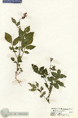 URN_catalog_HBHinton_herbarium_19703.jpg.jpg
