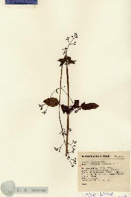 URN_catalog_HBHinton_herbarium_15031.jpg.jpg