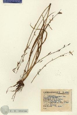 URN_catalog_HBHinton_herbarium_15034.jpg.jpg