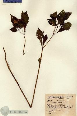 URN_catalog_HBHinton_herbarium_15037.jpg.jpg