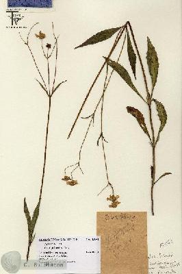 URN_catalog_HBHinton_herbarium_15041.jpg.jpg