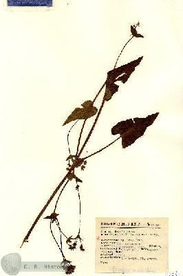 URN_catalog_HBHinton_herbarium_15044.jpg.jpg