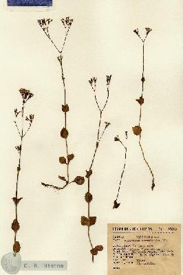 URN_catalog_HBHinton_herbarium_15269.jpg.jpg