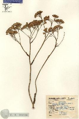 URN_catalog_HBHinton_herbarium_15078.jpg.jpg
