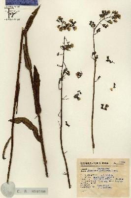 URN_catalog_HBHinton_herbarium_15088.jpg.jpg