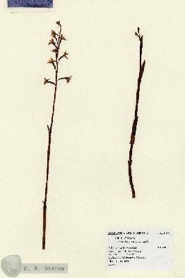 URN_catalog_HBHinton_herbarium_15092.jpg.jpg