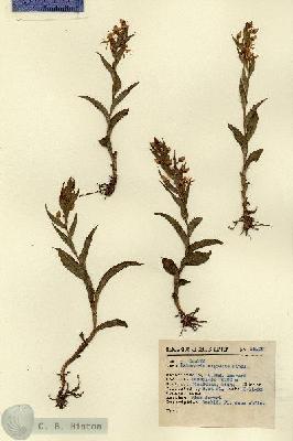 URN_catalog_HBHinton_herbarium_15102.jpg.jpg