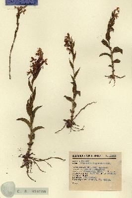 URN_catalog_HBHinton_herbarium_15126.jpg.jpg