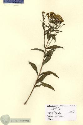 URN_catalog_HBHinton_herbarium_15134.jpg.jpg