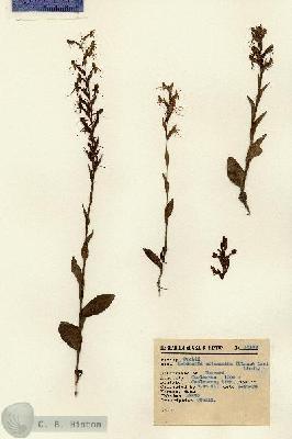URN_catalog_HBHinton_herbarium_15138.jpg.jpg