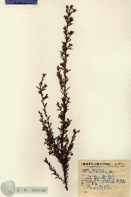 URN_catalog_HBHinton_herbarium_15303.jpg.jpg
