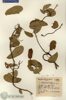 URN_catalog_HBHinton_herbarium_15151.jpg.jpg