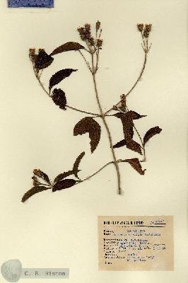 URN_catalog_HBHinton_herbarium_15157.jpg.jpg