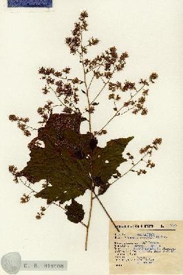 URN_catalog_HBHinton_herbarium_15225.jpg.jpg