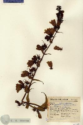 URN_catalog_HBHinton_herbarium_15522.jpg.jpg