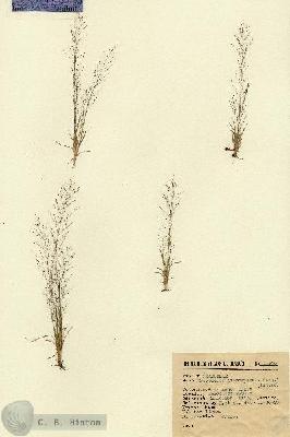 URN_catalog_HBHinton_herbarium_15340.jpg.jpg