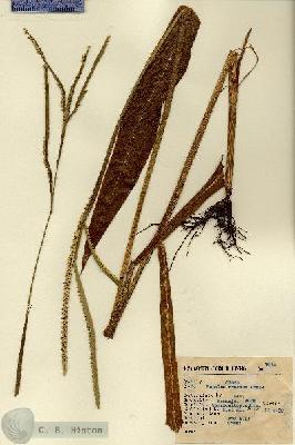 URN_catalog_HBHinton_herbarium_1974.jpg.jpg