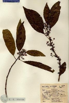 URN_catalog_HBHinton_herbarium_15537.jpg.jpg