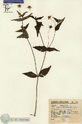 URN_catalog_HBHinton_herbarium_15364.jpg.jpg