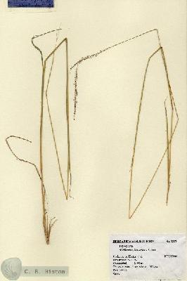 URN_catalog_HBHinton_herbarium_1567.jpg.jpg