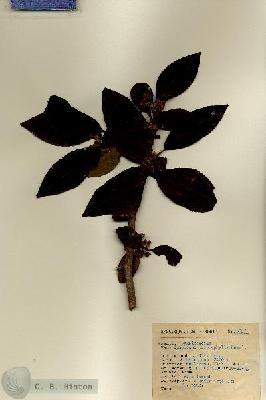URN_catalog_HBHinton_herbarium_15367.jpg.jpg