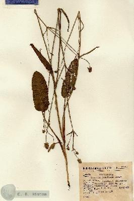 URN_catalog_HBHinton_herbarium_15380.jpg.jpg
