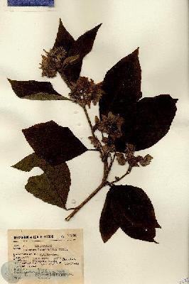 URN_catalog_HBHinton_herbarium_15538.jpg.jpg