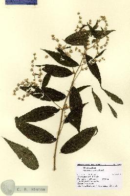 URN_catalog_HBHinton_herbarium_15393.jpg.jpg