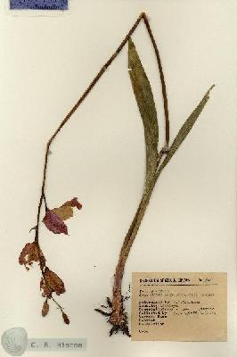 URN_catalog_HBHinton_herbarium_15401.jpg.jpg