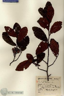 URN_catalog_HBHinton_herbarium_15406.jpg.jpg