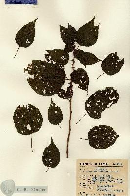 URN_catalog_HBHinton_herbarium_15432.jpg.jpg