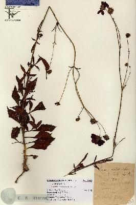 URN_catalog_HBHinton_herbarium_15441.jpg.jpg