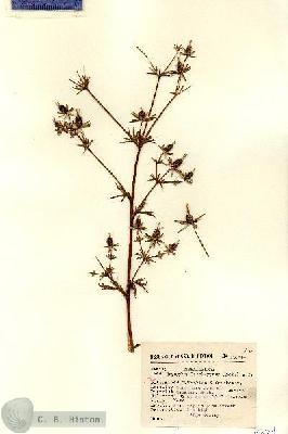 URN_catalog_HBHinton_herbarium_15674.jpg.jpg