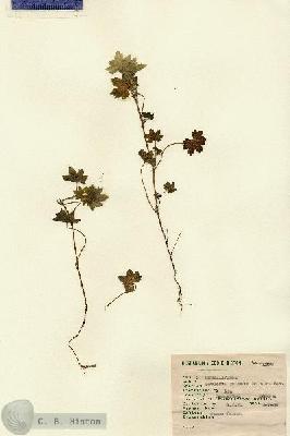 URN_catalog_HBHinton_herbarium_1560.jpg.jpg