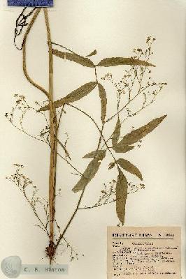 URN_catalog_HBHinton_herbarium_15600.jpg.jpg